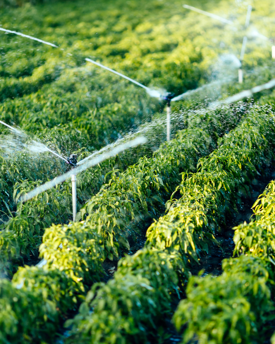AI for fertilization